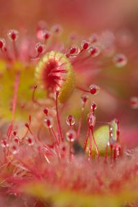 Preview wallpaper droceras, plants, drops, macro, blur