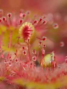 Preview wallpaper droceras, plants, drops, macro, blur