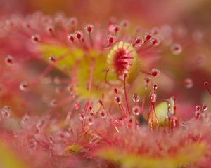 Preview wallpaper droceras, plants, drops, macro, blur