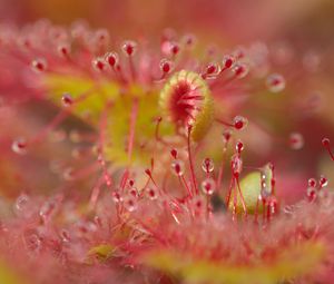 Preview wallpaper droceras, plants, drops, macro, blur