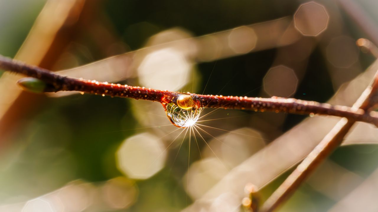 Wallpaper drop, branch, glare, macro, blur