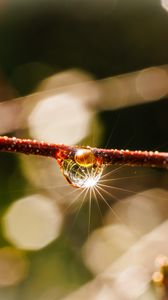 Preview wallpaper drop, branch, glare, macro, blur