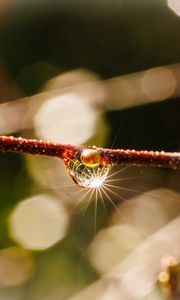 Preview wallpaper drop, branch, glare, macro, blur