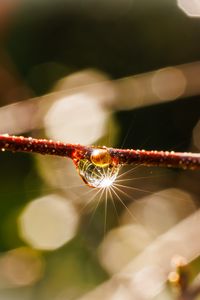 Preview wallpaper drop, branch, glare, macro, blur