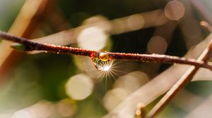 Preview wallpaper drop, branch, glare, macro, blur