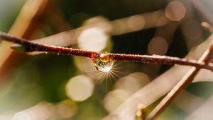 Preview wallpaper drop, branch, glare, macro, blur