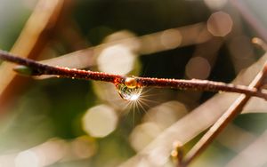 Preview wallpaper drop, branch, glare, macro, blur