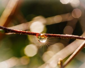 Preview wallpaper drop, branch, glare, macro, blur