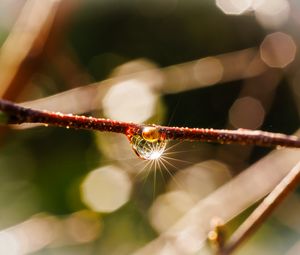 Preview wallpaper drop, branch, glare, macro, blur