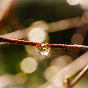 Preview wallpaper drop, branch, glare, macro, blur