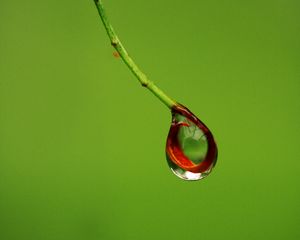 Preview wallpaper drop, branch, macro, green