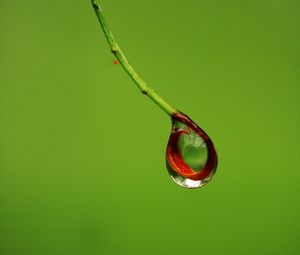 Preview wallpaper drop, branch, macro, green