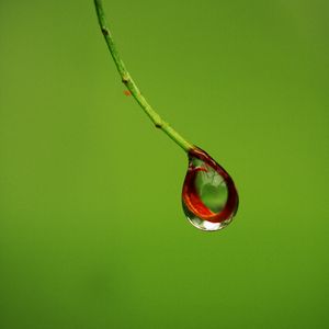 Preview wallpaper drop, branch, macro, green