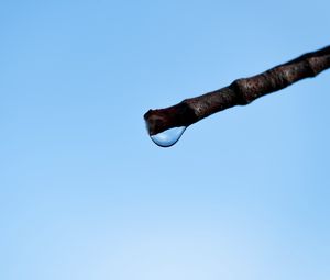 Preview wallpaper drop, branch, macro, minimalism