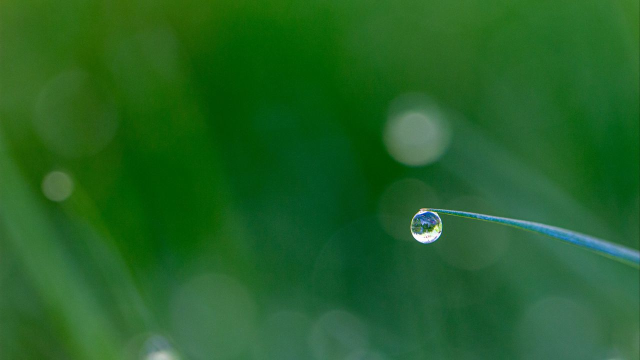 Wallpaper drop, dew, grass, macro, blur