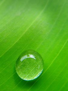 Preview wallpaper drop dew, moisture, leaf, surface, bright, green