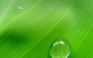 Preview wallpaper drop dew, moisture, leaf, surface, bright, green
