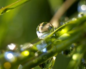 Preview wallpaper drop, dew, plant, moisture