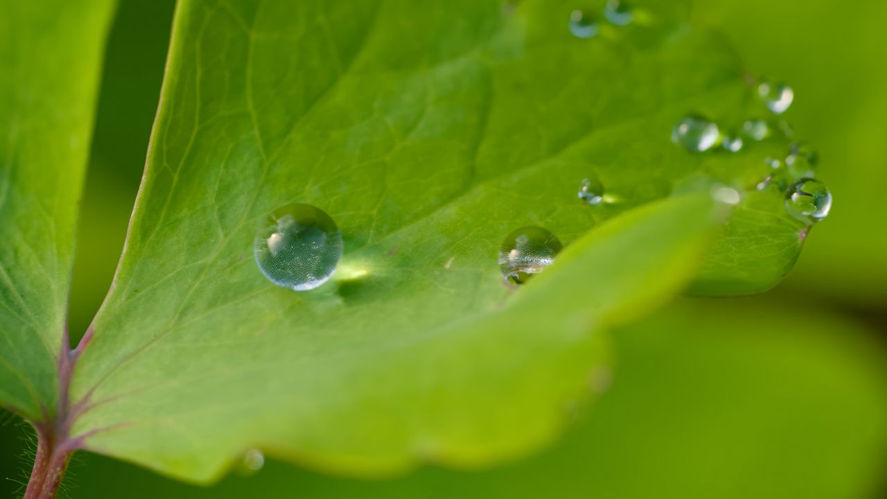 Wallpaper drop, dew, water, leaf, macro, glare