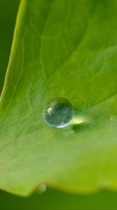 Preview wallpaper drop, dew, water, leaf, macro, glare