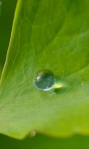 Preview wallpaper drop, dew, water, leaf, macro, glare