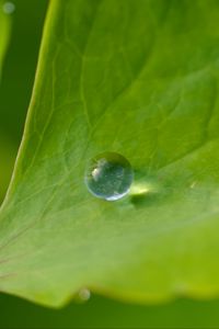 Preview wallpaper drop, dew, water, leaf, macro, glare