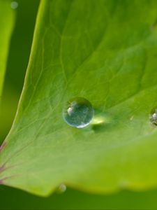 Preview wallpaper drop, dew, water, leaf, macro, glare