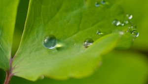 Preview wallpaper drop, dew, water, leaf, macro, glare