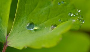 Preview wallpaper drop, dew, water, leaf, macro, glare