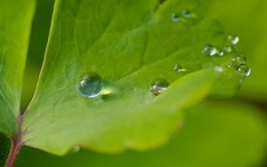 Preview wallpaper drop, dew, water, leaf, macro, glare