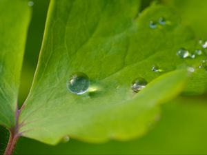 Preview wallpaper drop, dew, water, leaf, macro, glare