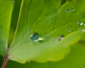 Preview wallpaper drop, dew, water, leaf, macro, glare