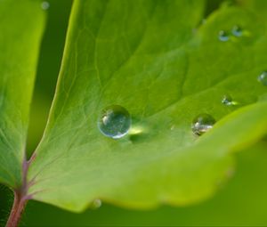 Preview wallpaper drop, dew, water, leaf, macro, glare