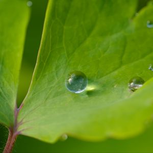 Preview wallpaper drop, dew, water, leaf, macro, glare