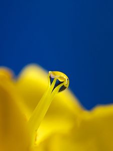 Preview wallpaper drop, flower, dew, pistil