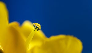 Preview wallpaper drop, flower, dew, pistil