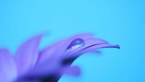 Preview wallpaper drop, flower, petals