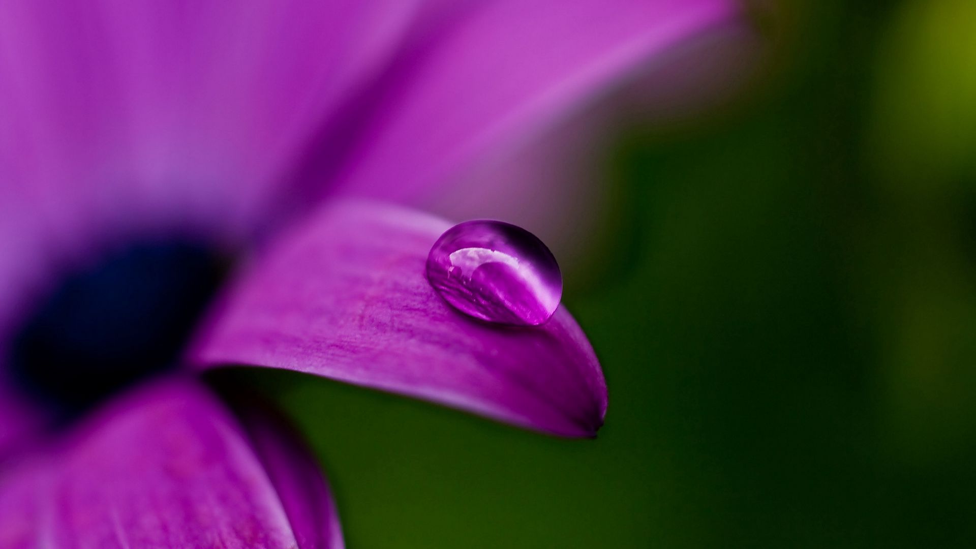 Download wallpaper 1920x1080 drop, flower, plant, shadow full hd, hdtv ...