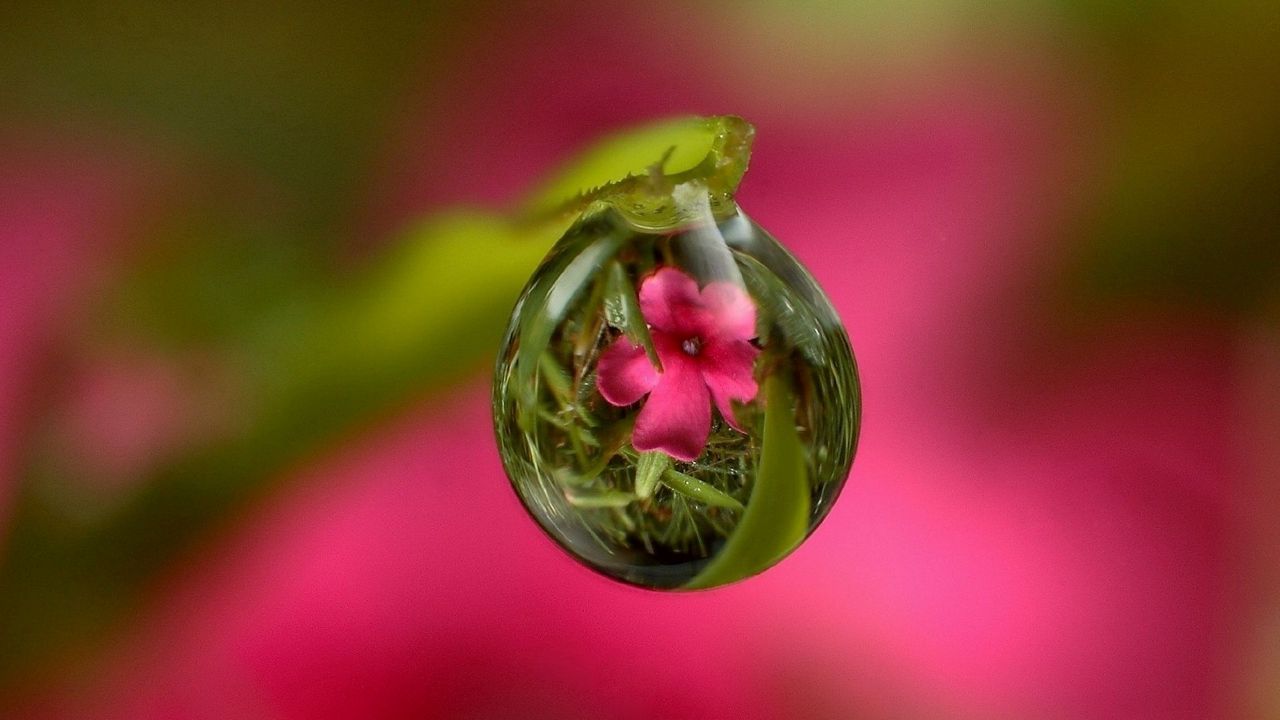 Wallpaper drop, flower, reflection, stem