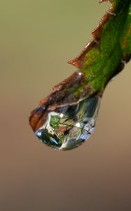 Preview wallpaper drop, glare, macro, leaf