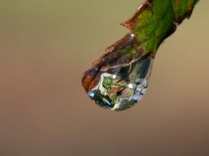 Preview wallpaper drop, glare, macro, leaf