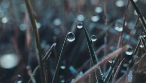 Preview wallpaper drop, grass, macro, blurred