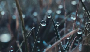 Preview wallpaper drop, grass, macro, blurred