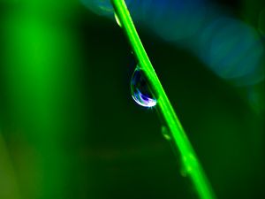 Preview wallpaper drop, grass, macro, green, blur