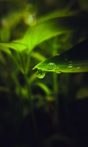 Preview wallpaper drop, leaf, macro, green