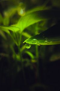 Preview wallpaper drop, leaf, macro, green