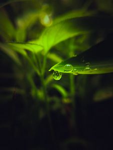 Preview wallpaper drop, leaf, macro, green