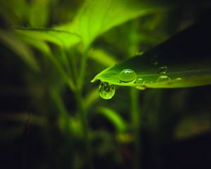 Preview wallpaper drop, leaf, macro, green