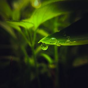 Preview wallpaper drop, leaf, macro, green