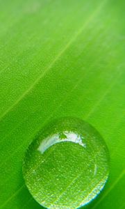 Preview wallpaper drop, leaf, macro, plant